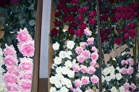 محکومیت قاچاقچی 2 هزار شاخه گل در اندیمشک