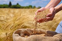 27 فروردین؛ آغاز خرید تضمینی گندم در شادگان