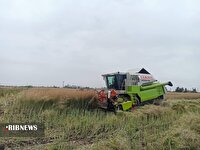 پیش بینی برداشت 6 هزار تن کلزا در اندیمشک
