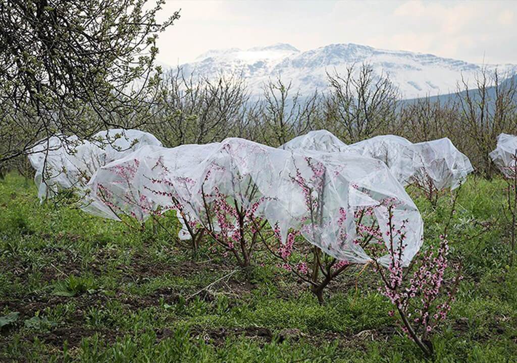 هشدار ، آمادگی کشاورزان زنجانی برای مقابله با سرما