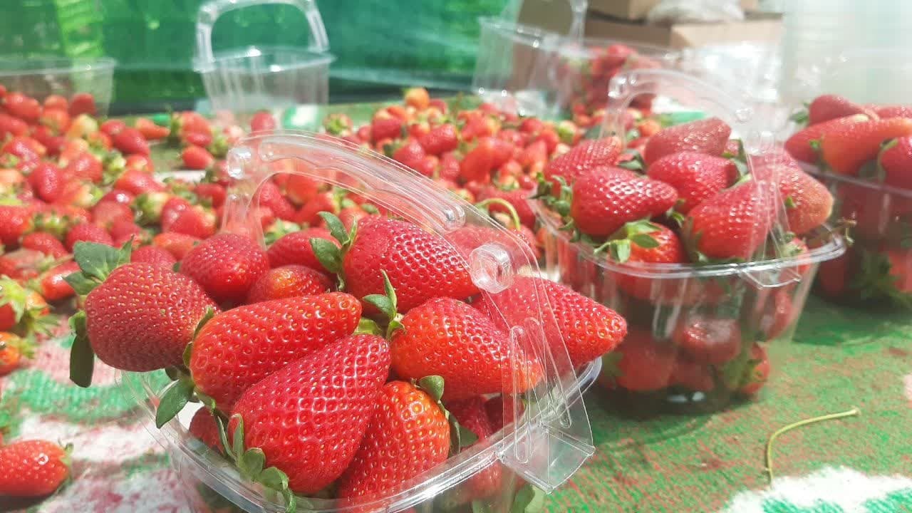 روانه شدن توت‌فرنگی جویبار به ۱۰ استان کشور