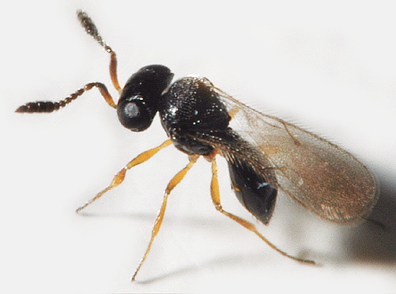 رهاسازی زنبورهای تلنموس برای مبارزه با آفات در مزارع نیشکر هفت تپه رهاسازی زنبورهای تلنموس برای مبارزه با آفات در مزارع نیشکر هفت تپه