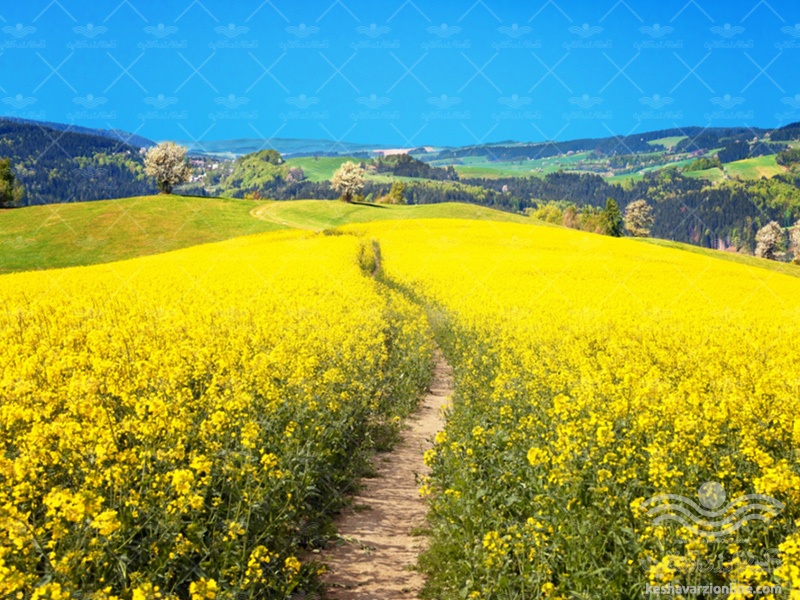 نان کشاورزان دهلران چرب شد نان کشاورزان دهلران چرب شد