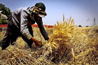 برداشت محصولات پاییزه از مزارع شهرستان هویزه
