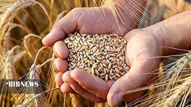 آغاز خرید تضمینی گندم از اردیبهشت در لرستان