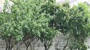 بارش رگبار بهاری در گیلان