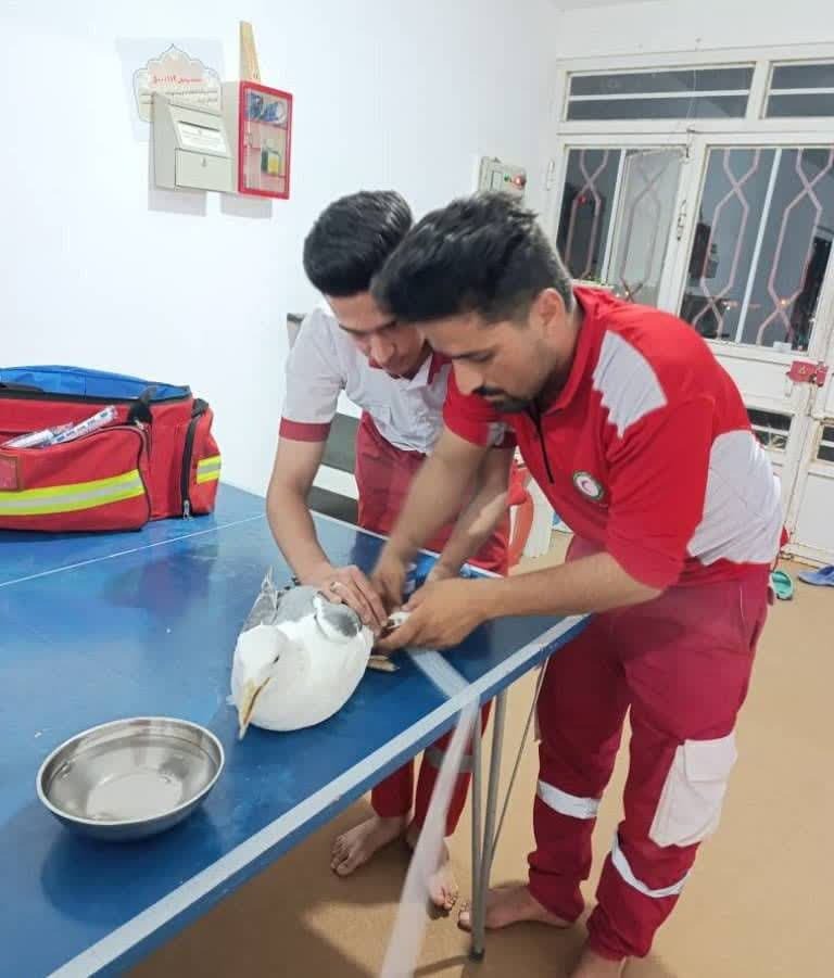 پرنده مهاجر کاکایی غربی با پای شکسته به پایگاه امدادونجات درح پناه برد پرنده مهاجر کاکایی غربی با پای شکسته به پایگاه امدادونجات درح پناه برد