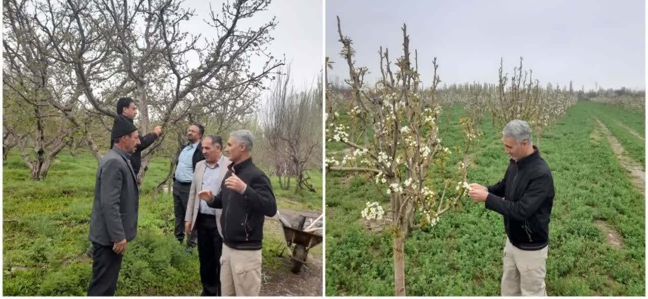 کشاورزان برای مقابله با سرما آماده باشند
