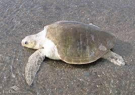 تخمگذاری لاک پشت زیتونی در نای بندپس از ۱۲ سال تخمگذاری لاک پشت زیتونی در نای بندپس از ۱۲ سال