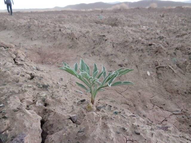 کاشت گیاه دارویی و اقتصادی آنغوزه در روستای کلاته آق مهدی بردسکن کاشت گیاه دارویی و اقتصادی آنغوزه در روستای کلاته آق مهدی بردسکن