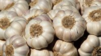 کشت سیر در حدود 540 هکتار از مزارع دزفول