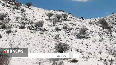 سفیدی برف در سبزی بهار کرمان