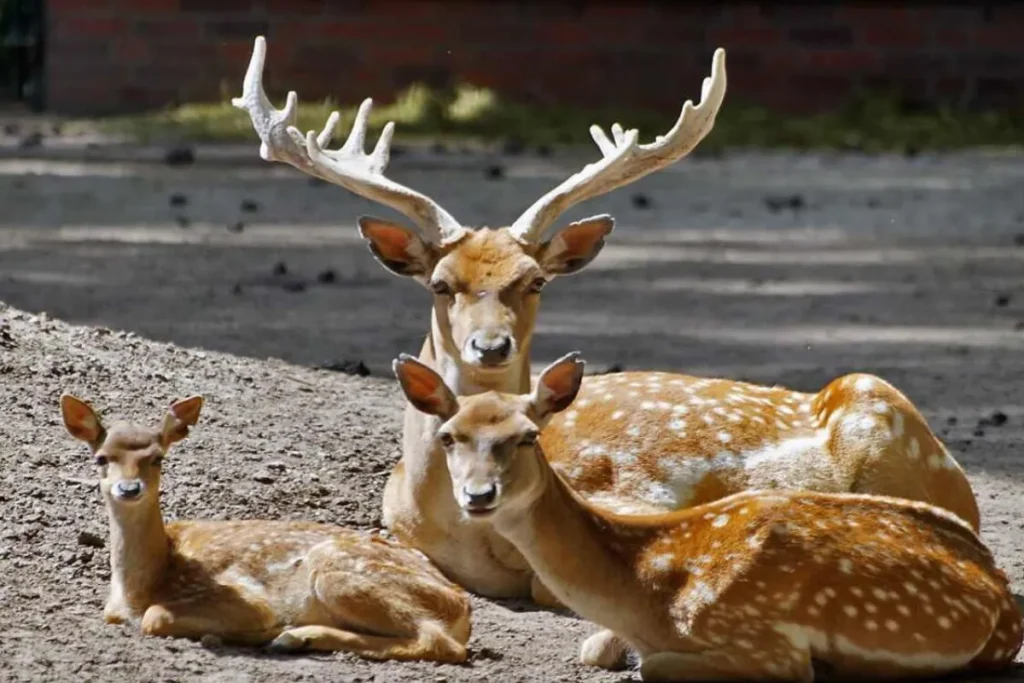 جنگلهای دز، زیستگاه ۴۰ گوزن زرد ایرانی جنگلهای دز، زیستگاه ۴۰ گوزن زرد ایرانی