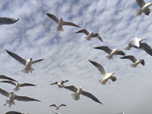 پرواز پرندگان مهاجر در اهواز