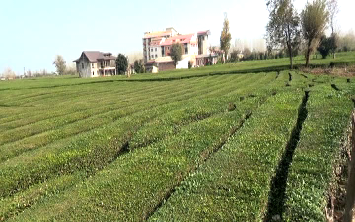 افزایش ۴۰ درصدی تسهیلات پرداختی به چایکاران و کارخانه داران شمال کشور