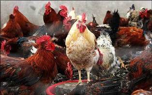 هشدار دامپزشکی نسبت به شیوع آنفلوانزای پرندگان در مازندران هشدار دامپزشکی نسبت به شیوع آنفلوانزای پرندگان در مازندران