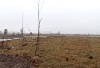 بیش از ۳ میلیون اصله نهال سهم گونه‌های بومی در اجرای طرح مردمی کاشت نهال در گیلان