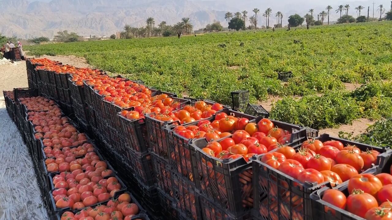 پیش بینی تولید ۶۵۰ هزار تن گوجهفرنگی در استان بوشهر پیش بینی تولید ۶۵۰ هزار تن گوجهفرنگی در استان بوشهر