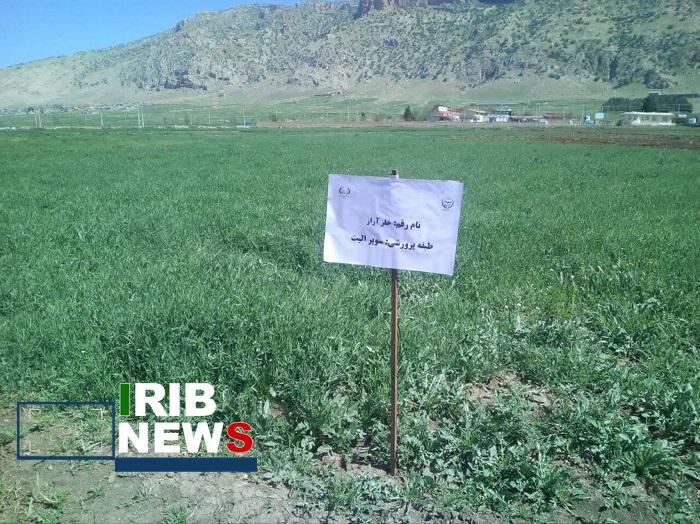 پایداری تولید در ۴۱۰ هزار هکتار از اراضی کشاورزی آذربایجان شرقی پایداری تولید در ۴۱۰ هزار هکتار از اراضی کشاورزی آذربایجان شرقی