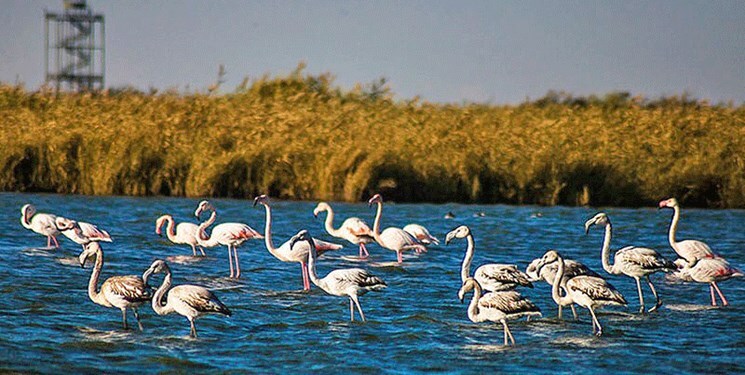 روز جهانی تالابها؛ زنگ خطر برای سرمایههای طبیعی ایران روز جهانی تالابها؛ زنگ خطر برای سرمایههای طبیعی ایران