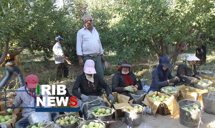 سکهای با دو روی زیان بار؛ بازار سیاه کارتهای بازرگانی در پایانههای مرزی یا هدر رفت فرصت صادرات ۴۰۰ هزارتن سیب درختی! سکهای با دو روی زیان بار؛ بازار سیاه کارتهای بازرگانی در پایانههای مرزی یا هدر رفت فرصت صادرات ۴۰۰ هزارتن سیب درختی!
