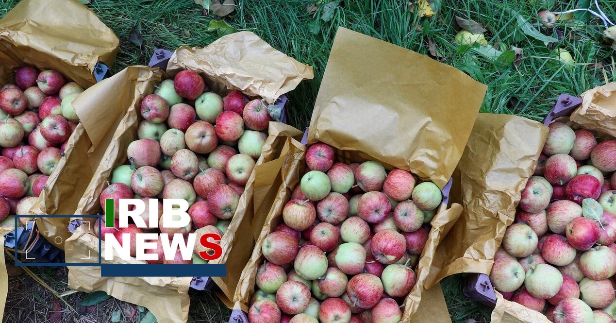 سکهای با دو روی زیان بار؛ بازار سیاه کارتهای بازرگانی در پایانههای مرزی یا هدر رفت فرصت صادرات ۴۰۰ هزارتن سیب درختی! سکهای با دو روی زیان بار؛ بازار سیاه کارتهای بازرگانی در پایانههای مرزی یا هدر رفت فرصت صادرات ۴۰۰ هزارتن سیب درختی!