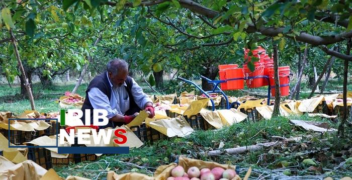 سکهای با دو روی زیان بار؛ بازار سیاه کارتهای بازرگانی در پایانههای مرزی یا هدر رفت فرصت صادرات ۴۰۰ هزارتن سیب درختی! سکهای با دو روی زیان بار؛ بازار سیاه کارتهای بازرگانی در پایانههای مرزی یا هدر رفت فرصت صادرات ۴۰۰ هزارتن سیب درختی!