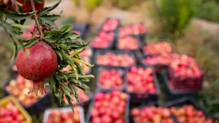 فارس رتبه دوم کشور در تولید محصولات باغی فارس رتبه دوم کشور در تولید محصولات باغی