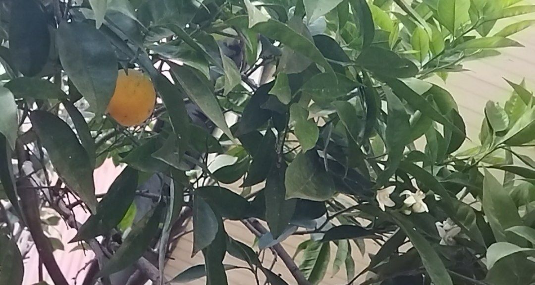 شکوفه دادن یک درخت پرتقال در فصل زمستان در صومعه سرا