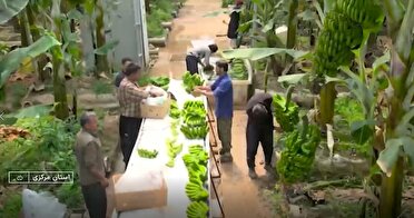 کاشت موز از سیستان به ساوه رسید