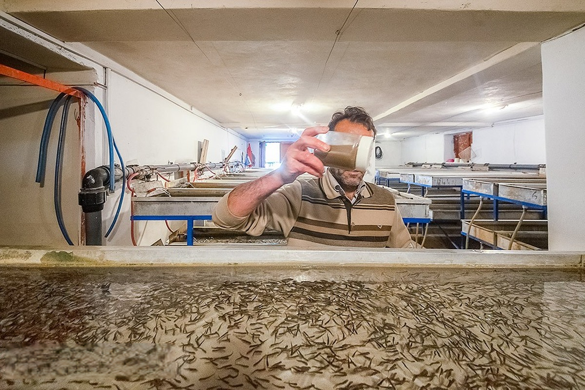 رهاسازی بچه ماهی، جایگزین حبس در شهرستان کارون رهاسازی بچه ماهی، جایگزین حبس در شهرستان کارون