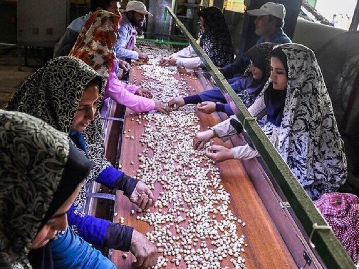 واردات حبوبات توسط تعاونیهای روستایی آذربایجانغربی واردات حبوبات توسط تعاونیهای روستایی آذربایجانغربی