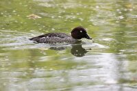 مشاهده پرنده کمیاب اردک چشم طلایی در تالاب جوکندان تالش