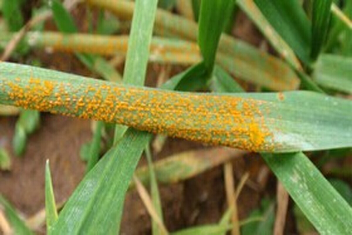 هشدار فوری برای مبارزه با زنگ زرد گندم در هندیجان هشدار فوری برای مبارزه با زنگ زرد گندم در هندیجان