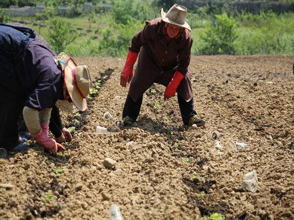کمای، از سفرههای محلی تا بازارهای جهانی کمای، از سفرههای محلی تا بازارهای جهانی
