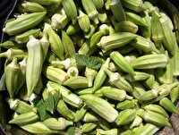کشت بامیه به روش آبیاری قطره‌ای برای اولین‌بار در ماهشهر