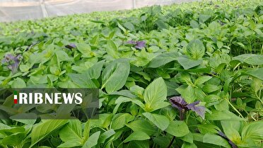 سرمایه گذاری 70 میلیارد ریالی کشاورز اصفهانی در روستای لای بید
