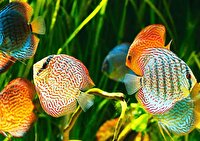 پرورش 2 و نیم میلیون قطعه ماهی زینتی در لرستان