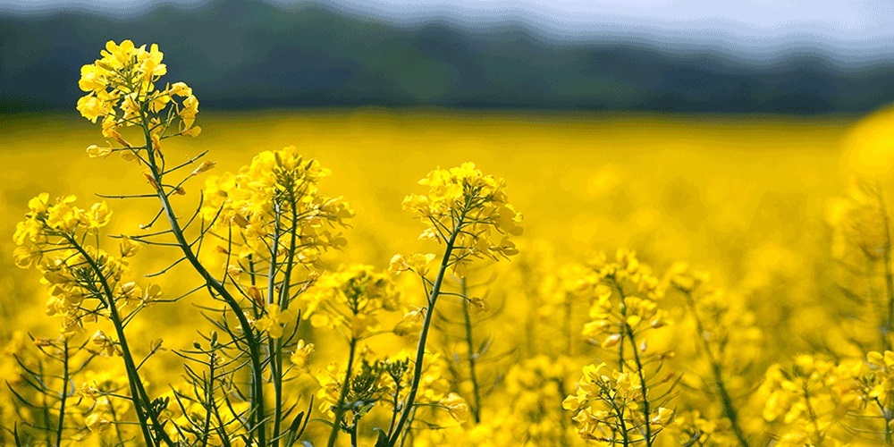 خریداری ۱۵ هزار تن دانه روغنی کلزا از کشاورزان ایلام