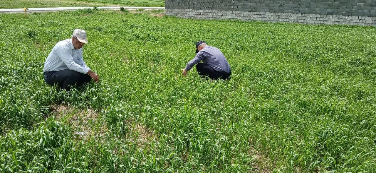 استمرار پایش عوامل خسارتزای گندم در مزارع شهرستان ارومیه