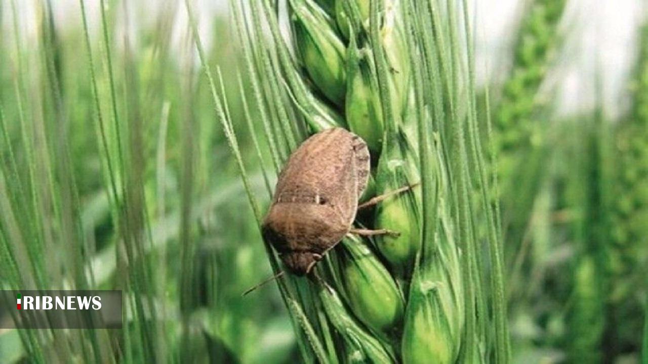 مبارزه با آفت سن مادری در مزارع گندم مراغه