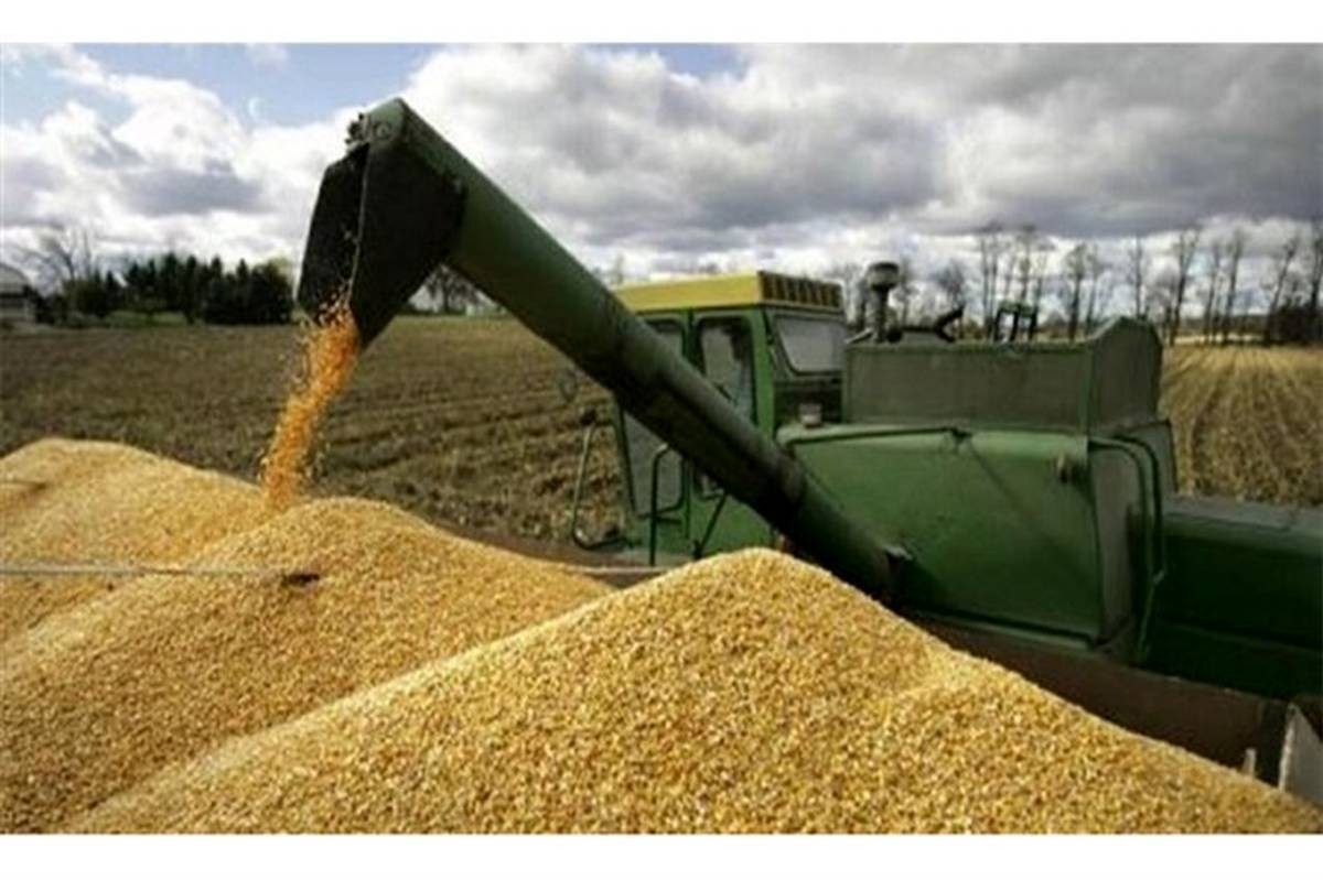 خریدبیش از یک میلیون تن گندم از کشاورزان خوزستانی خریدبیش از یک میلیون تن گندم از کشاورزان خوزستانی