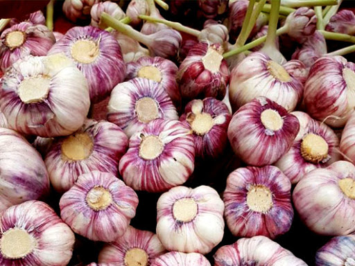برداشت سیر سرخ از مزارع بشاگرد