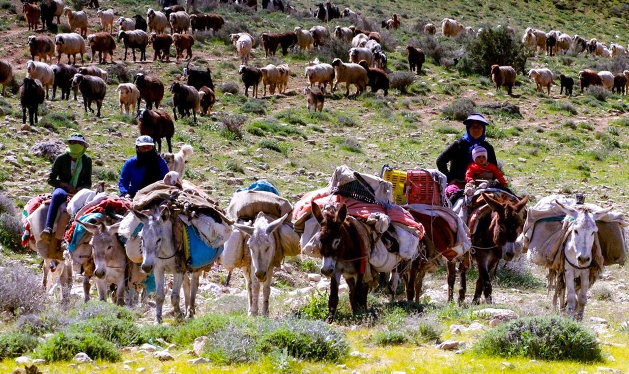 آغاز کوچ بهاره عشایر از مناطق قشلاقی شهرستان کلات