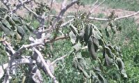 ضرر باغداران خراسان شمالی از سرمای اواخر فروردین