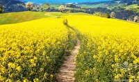 دانه روغنی کلزا، نان کشاورزان ایلام را به روغن انداخت دانه روغنی کلزا، نان کشاورزان ایلام را به روغن انداخت