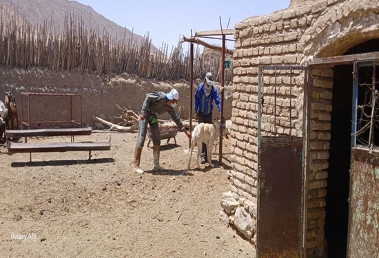 هشدار دامپزشکی طبس در خصوص بیماری هاری هشدار دامپزشکی طبس در خصوص بیماری هاری