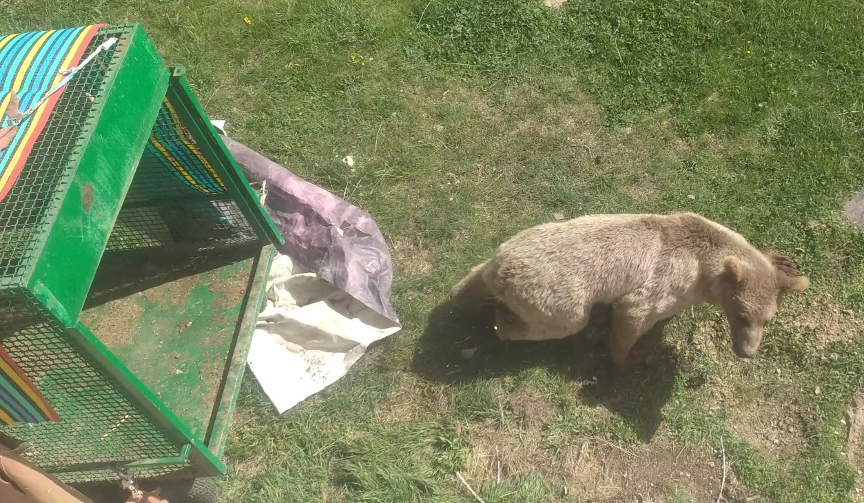 زنده گیری و رهاسازی یک قلاده خرس قهوهای در بخش رضی مشگین شهر زنده گیری و رهاسازی یک قلاده خرس قهوهای در بخش رضی مشگین شهر