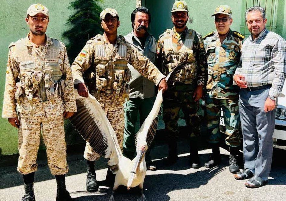 یک قطعه تحویل پلیکان سفید به محیط زیست تایباد یک قطعه تحویل پلیکان سفید به محیط زیست تایباد