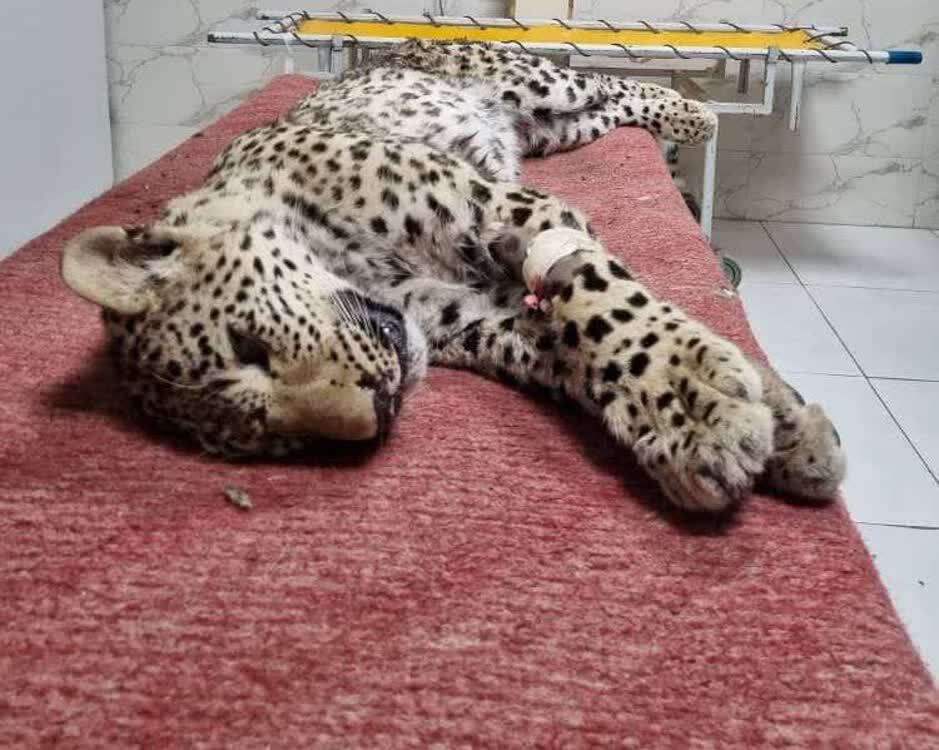 پلنگ زخمی چاران تلف شد